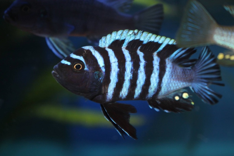 Cynotilapia zebroides 'Hai (Chimate) Reef'